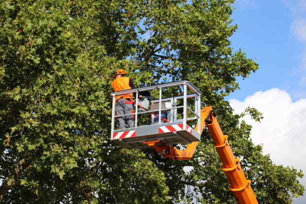 Trusted Vienna, GA  Tree Services Experts