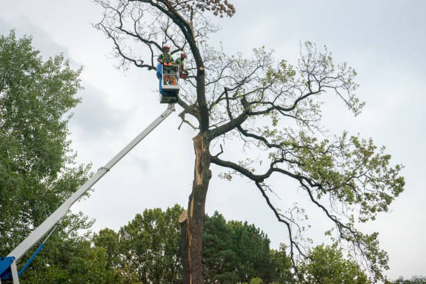  Vienna, GA Tree Services Pros