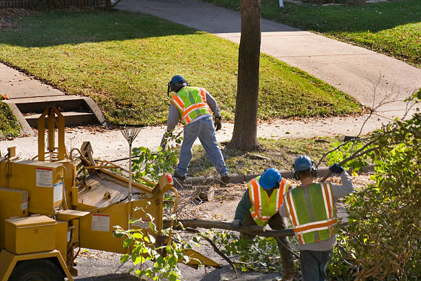 Why Choose Our Tree Removal Services in Vienna, GA?